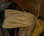 Largewainscot.jpg