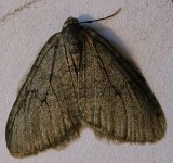 071102 Epirrita sp 01.JPG