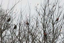 Bullfinches.jpg