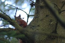 Red Squirrel.jpg