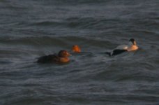 King Eider Girdle Ness 161207a.jpg