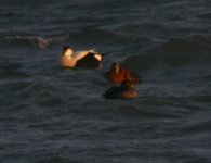 King Eider Girdle Ness 161207c.jpg