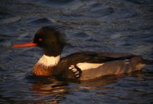 RB Merganser Girdle Ness 161207a.jpg