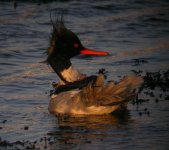 RB Merganser Girdle Ness 161207f.jpg