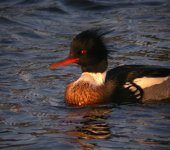 RB Merganser Girdle Ness 161207l.jpg