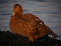 Female Eider Girdle Ness 161207d.jpg