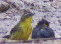 Black-capped Hemispingus100_4995.jpg