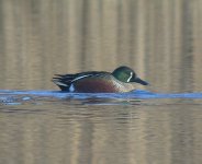 Shoveler-cross8.jpg