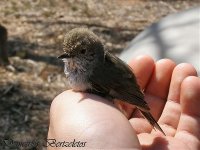 Inland Thornbill.jpg