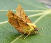 sus canary shouldered thorn 2 nov.jpg