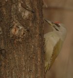 GreyCWoodpecker.JPG