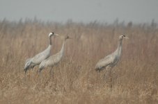 CommonCrane1.JPG