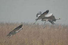 CommonCrane2.JPG