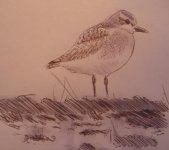 grey plover1.jpg