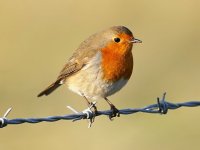 Robin on wire.jpg