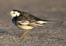 Pied Wag.jpg