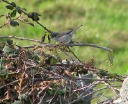 lesserwhitethroat2.jpg