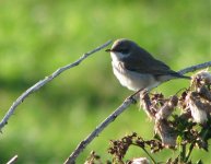 LesserWhitethroat3.jpg