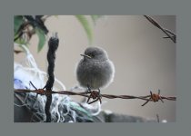 Black Redstart Juv 14 August 06 016.jpg