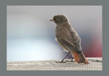 Black Redstart Juv 14 August 06 207.jpg