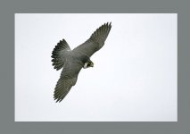 ter.peregrine. kestrel orig ex 004.jpg