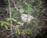 Barred Warbler2.jpg