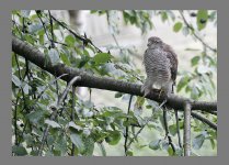 sparrow hawk July  07 A.Dancy 314.jpg