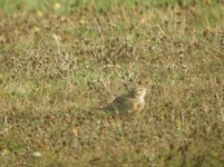 Isles of Scilly Short Toed Lark 1.jpg