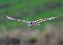 short eared owl-00071.jpg