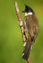 rw bulbul.P5100.adj DSCN0039.jpg