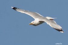 Larus cachinnans IMG_7032.jpg