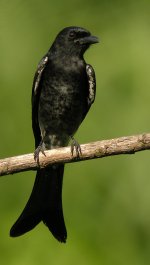 black drongo.P5100.sw45x DSCN0152.jpg