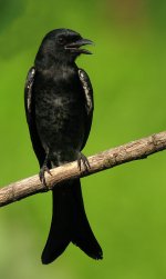 black drongo.A640.sw45x IMG_8755.jpg