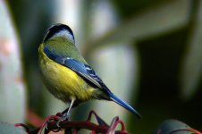 Blue_Tit_2.jpg