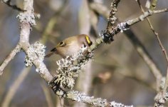 goldcrest.jpg