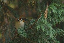 WEB_Firecrest1.jpg