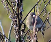 Dark Eyed Junco 1.jpg