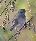 Dark Eyed Junco 2.jpg