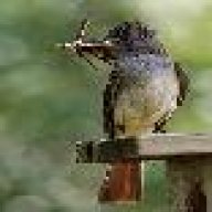 sparroweye