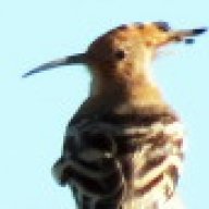 MottTheHoopoe