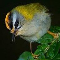 firecrest15