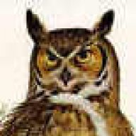 GreatHornedOwl