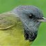 Nashville Warbler