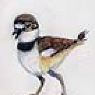 Killdeer_Chick