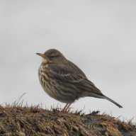 cafe birder