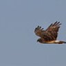 NorthernHarrier