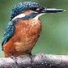 Alcedo