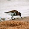 Prague Dunlin