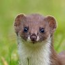 Weasel1