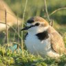 Frubecula